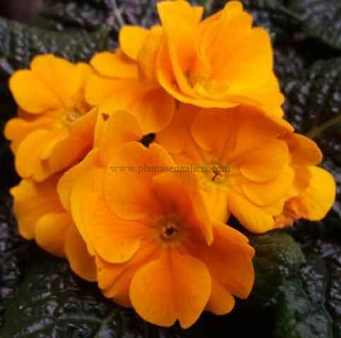 Primula Acaulis o Primavera de color naranja oscuro.