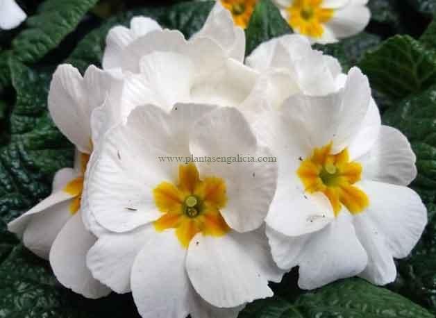 Primula Acaulis o Primavera de color blanco y amarillo.