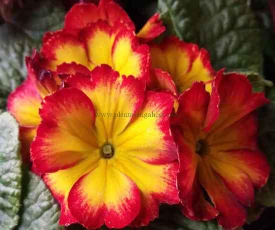 Primula Acaulis o Primavera de colores vivos en rojo y amarillo.