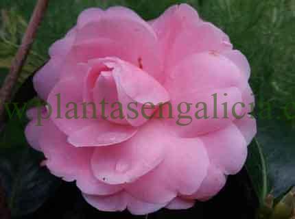 Camelia Uso Otome (Camellia Uso Otome). @plantasengalicia y la ruta de las Camelias.