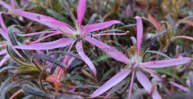 Azalea Linearifolium o Azalea Spider.