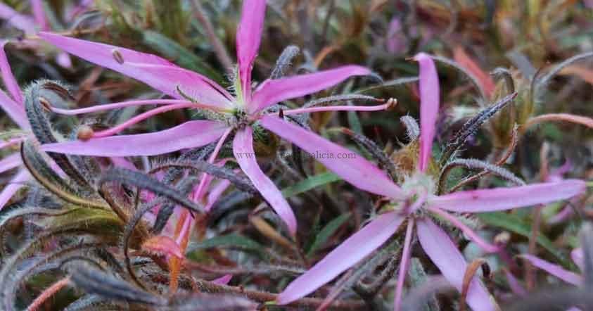 Azalea Linearifolium o Azalea Spider.