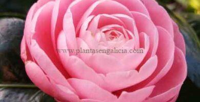Camelia Japónica Uso Otome (Camellia Japonica).