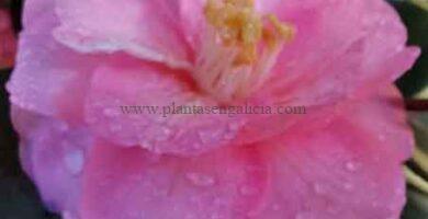 Camelia Japónica Spring Festival (Camellia Japonica).