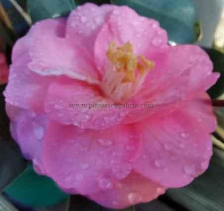 Camelia Japónica Spring Festival (Camellia Japonica).