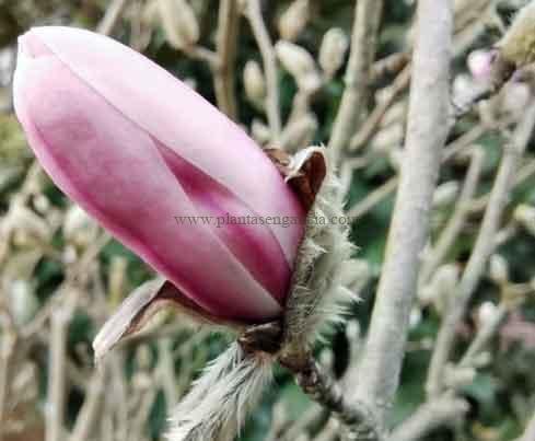 Magnolia Soulangeana (Magnolia x Soulangeana) en capullo floral.