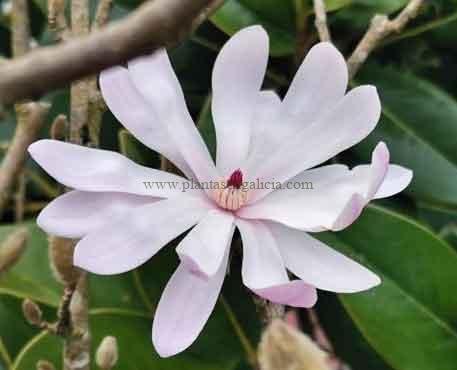 Magnolia Estrellada (Magnolia Stellata) variedad de Magnolia de hoja caduca.