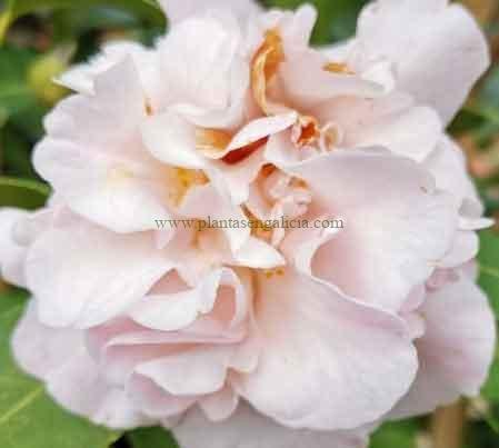 Camelia High Fragance (Camellia x High Fragance), la Camelia con fragancia.