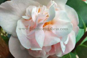 Camelia High Fragance. Camelia perfumada de color rosa (Camellia x High Fragance).