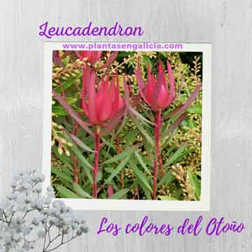 Flores de Leucadendron. @plantasengalicia y las Proteas en Otoño.