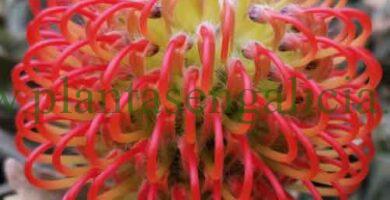 Leucospermum cordifolium x patersonii Ayoba Red.