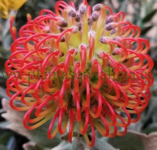 Leucospermum cordifolium x patersonii Ayoba Red.
