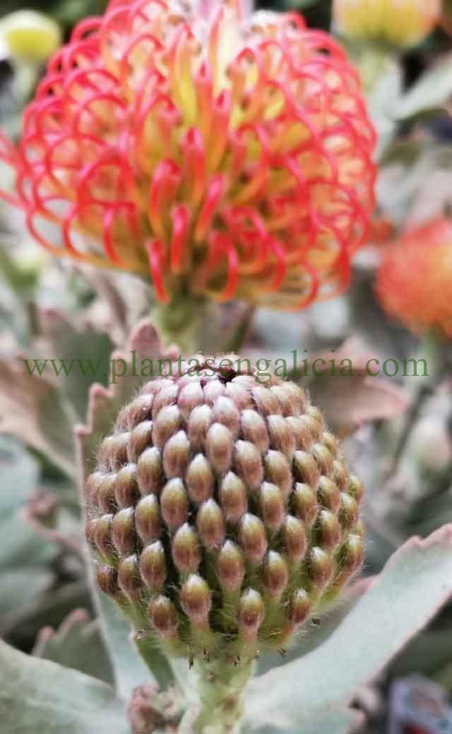 Leucospermum cordifolium x patersonii Ayoba Red. Capullos florales en formación.