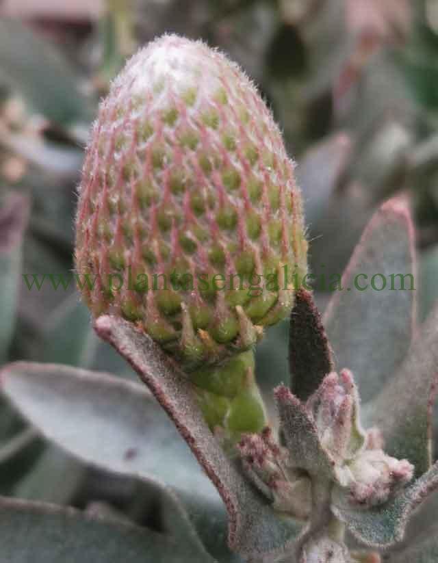 Leucospermum patersonii Coast Carnival. Capullo floral sin abrir.