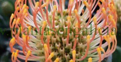 Leucospermum patersonii Coast Carnival. Flor abierta en tonos anaranjados.