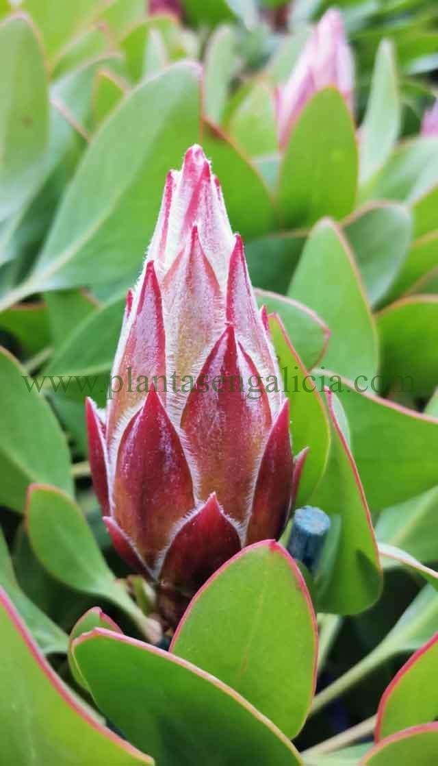 Protea Cynaroides Little Prince. Botón floral sin abrir.