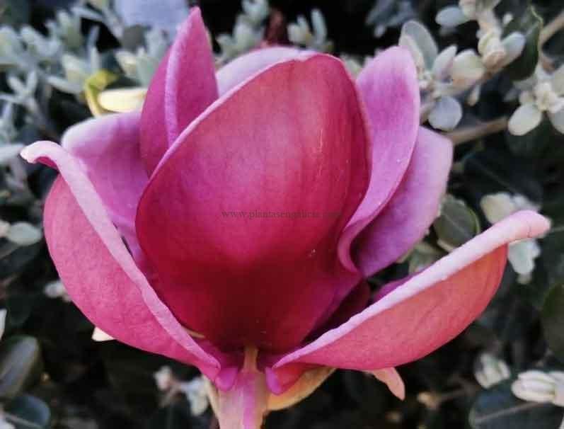 Magnolia Genie (Magnolia x Genie)