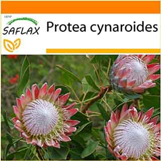 Protea Cynaroides en Amazon.