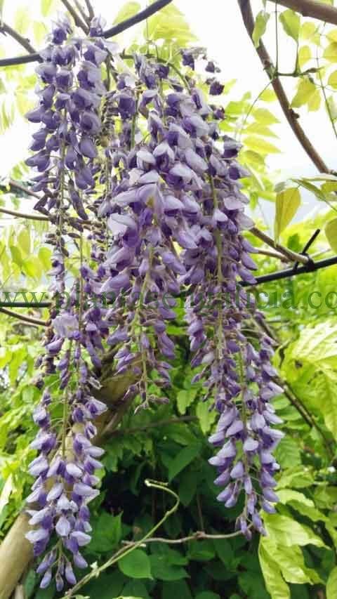 Flores de una Wisteria Sinensis formando un bonito racimo floral de color azul.