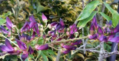 Wisteria Taiwanensis o Glicinia Tropical de flores púrpura.