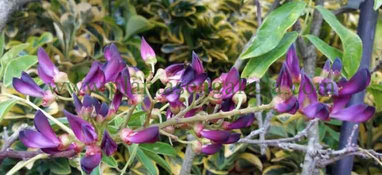 Wisteria Taiwanensis o Glicinia Tropical de flores púrpura.