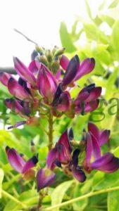 Wisteria Taiwanensis o Glicinia Tropical con sus flores de color púrpura.