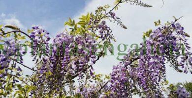 Wisteria Sinensis, Glicinia de color azul.