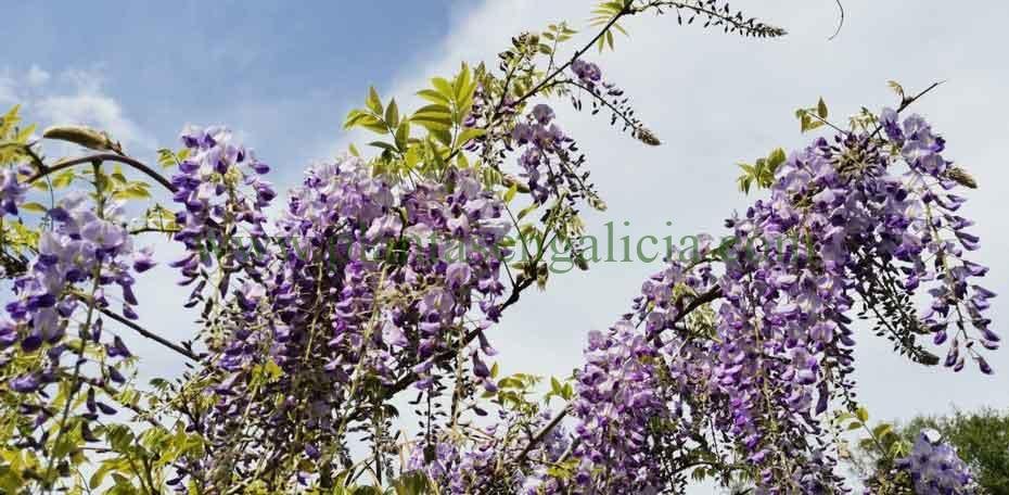 Wisteria Sinensis, Glicinia de color azul.
