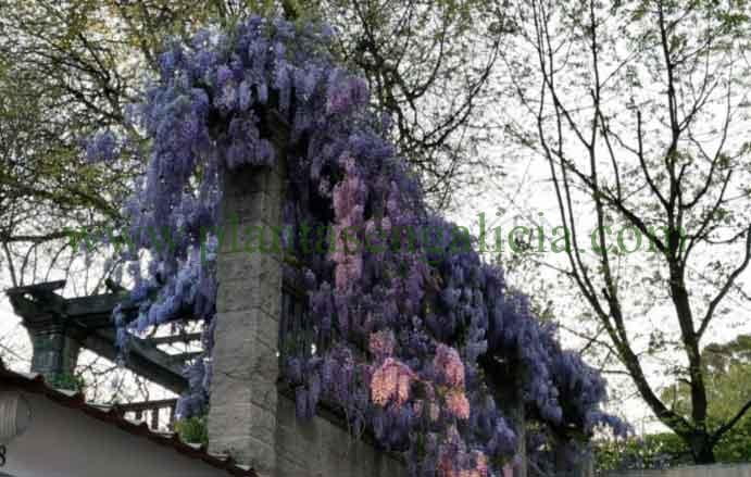 Wisteria Sinensis, Glicinia de color azul sobre muro de piedra.