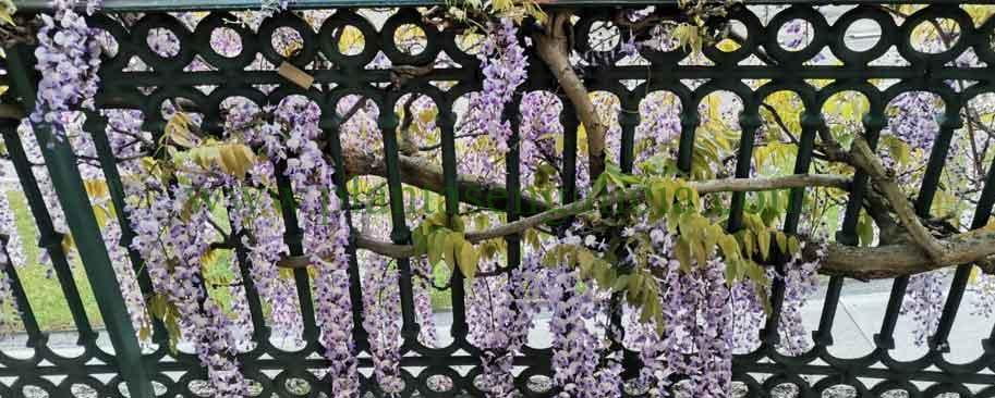 Wisteria azul o Glicinia Sinensis guiada por una barandilla metálica.