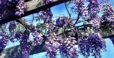 Wisteria en el techo de una pérgola de madera.