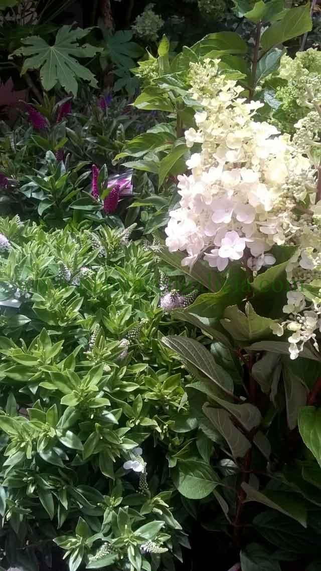 Hydrangea Paniculata (Hortensia del sol) con Hebe Addenda (Verónica).