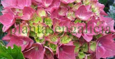 Hydrangea Crimson. Hortensia de colores rojos y lima, con tonalidad oscura.