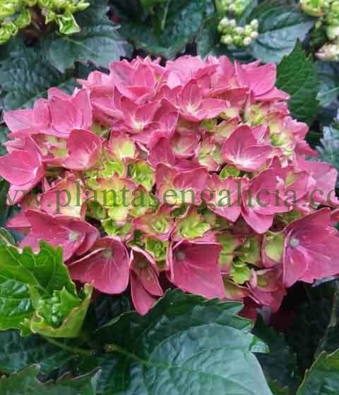 Hydrangea Crimson. Hortensia de colores rojos y lima, con tonalidad oscura.