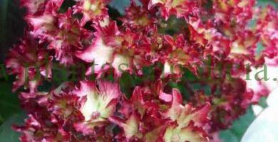 Hortensia con flor en forma de estrella y color rojo oscuro. Hydrangea Bristol Red.