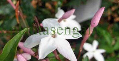 Jasminum Polyanthum o Jazmín Chino.