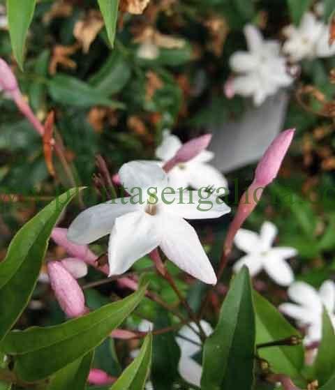 Jasminum Polyanthum o Jazmín Chino.