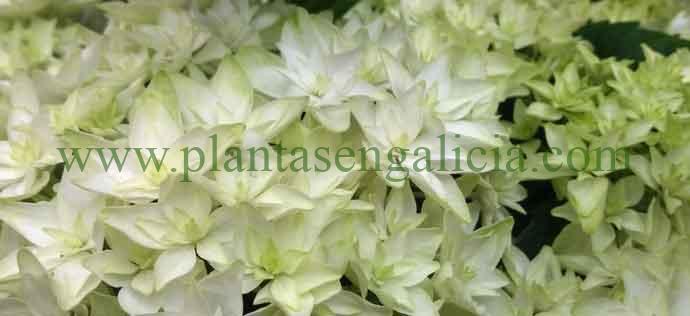 Flores en forma de estrella de una Hortensia blanca. Hydrangea Silver Star.