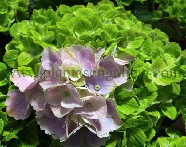 Hydrangea Spotlight Pink. Hortensia con flores cambiando color de verde a tonalidades azules y rosas.