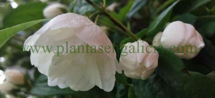 Flores dobles abriéndose en Junio de un Philadelphus Virginalis, Celinda o Flor de Azahar.