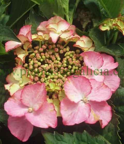 Hydrangea Tiffani Pink. Hortensia tipo Teller con colores rosas en varios tonalidades.