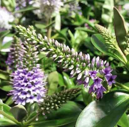 Espigas en diferentes estados de foración de un Hebe Addenda Anna o Verónica en flor con colores blancos y azules.