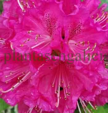Globo floral formado en rosa de un Rhododendron Ponticum. El Rododendro del país en Galicia.