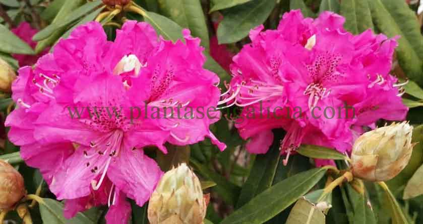 Pareja de flores formadas en rosa de un Rhododendron Ponticum. El Rododendro del país en Galicia.