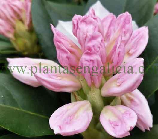 Rhododendron Cunningham`s White. Apertura del capullo floral de un Rododendro, cambiando su color de rosa a blanco.