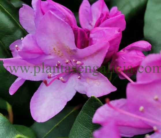 Rhododendron Catawbiense Roseum Elegans. Flores abiertas de un Rododendro de color lila.