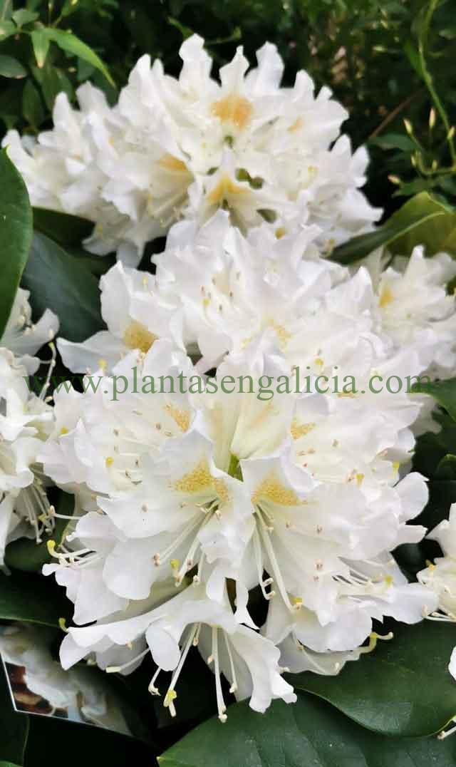 Flores de un Rododendro blancas y con detalles amarillos. Rhododendron Cunningham`s White.