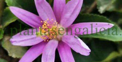 Grewia Occidentalis. Pequeña flor con colores rosas y amarillos.