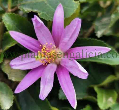 Grewia Occidentalis. Pequeña flor con colores rosas y amarillos.