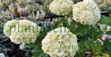 Flores formando grandes copos blancos de un Viburnum Opulus Roseum (Copo de Nieve).